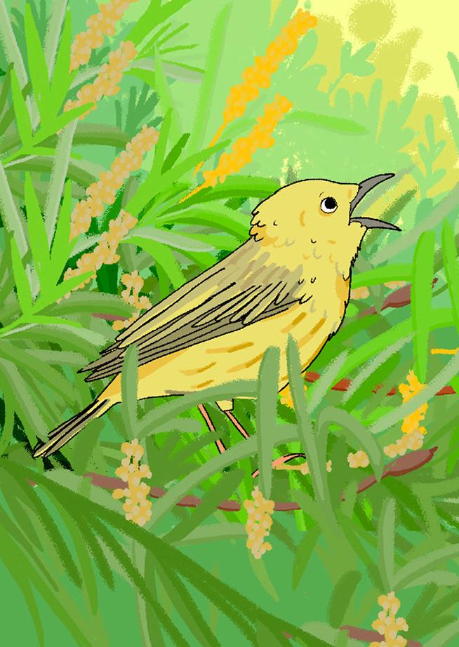 Yellow Bird Drawing